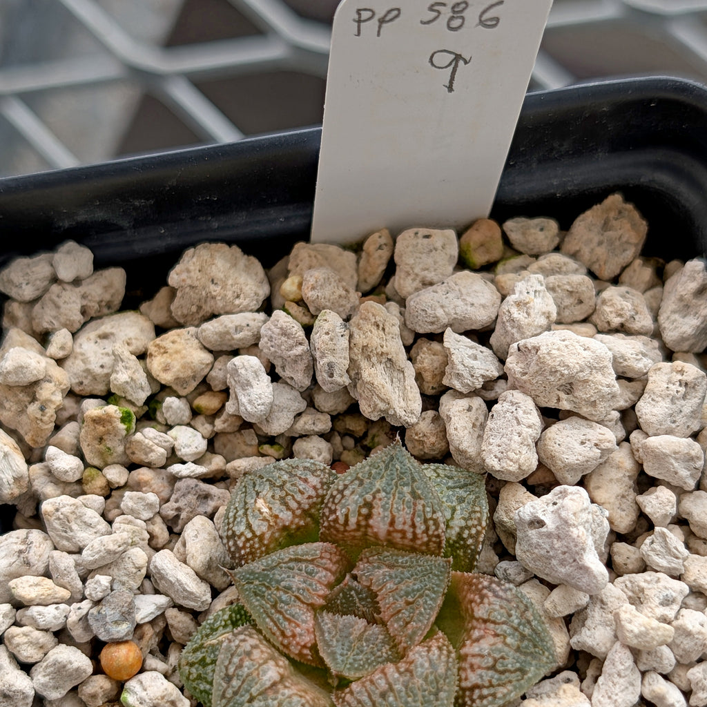Haworthia  hybrid series PP586 #9