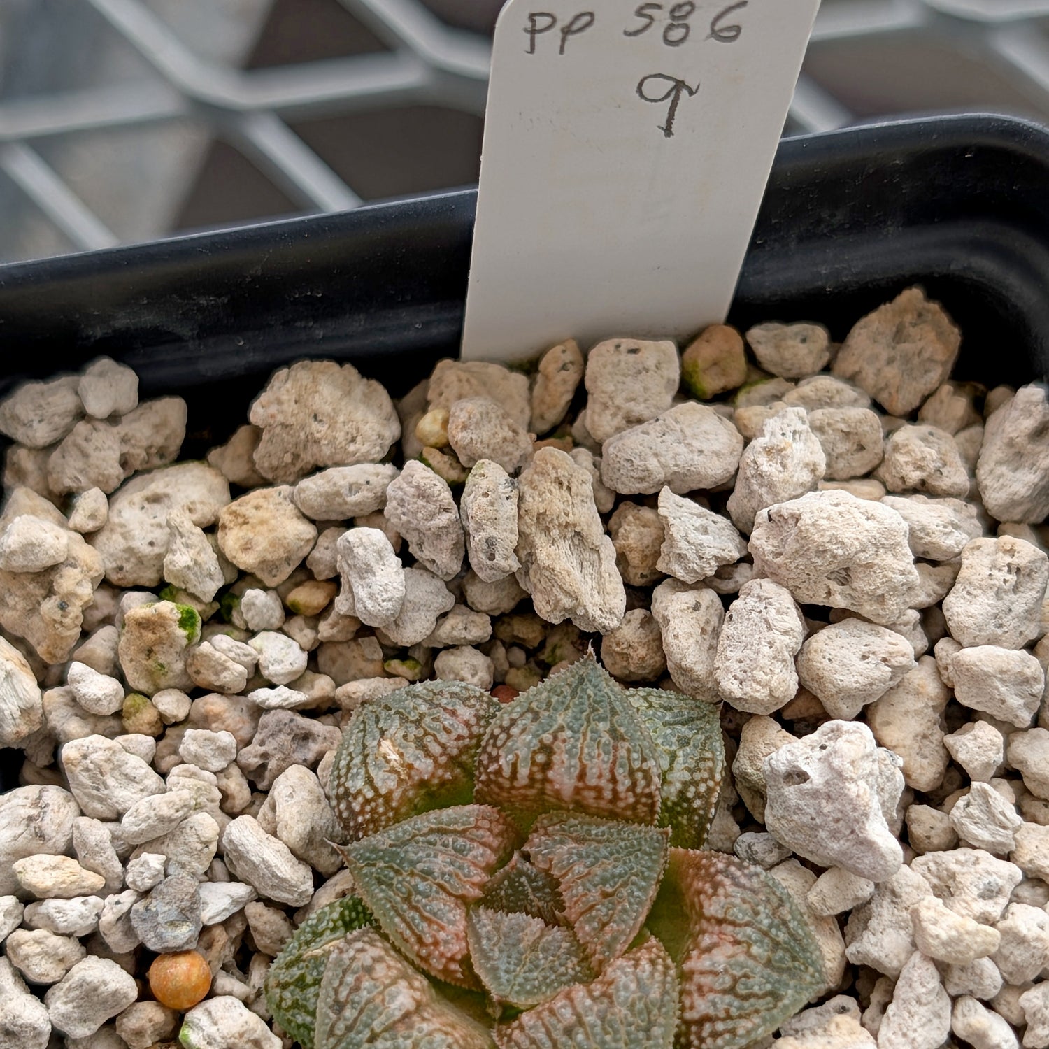 Haworthia  hybrid series PP586 #9