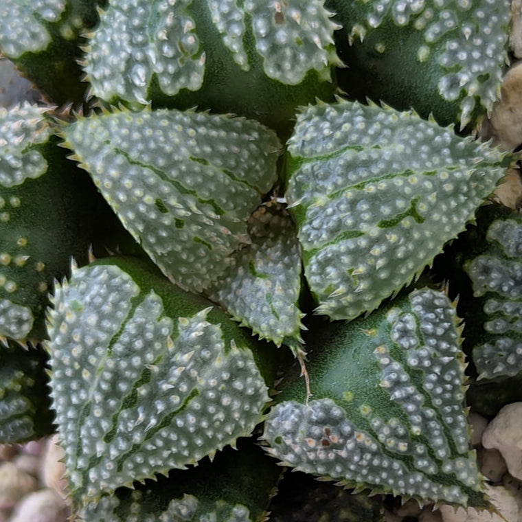 Haworthia PP611 hybrid series #9