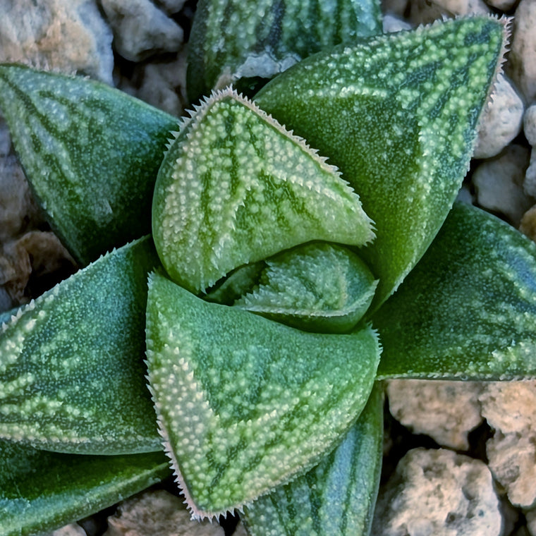 Haworthia PP678 hybrid series #9