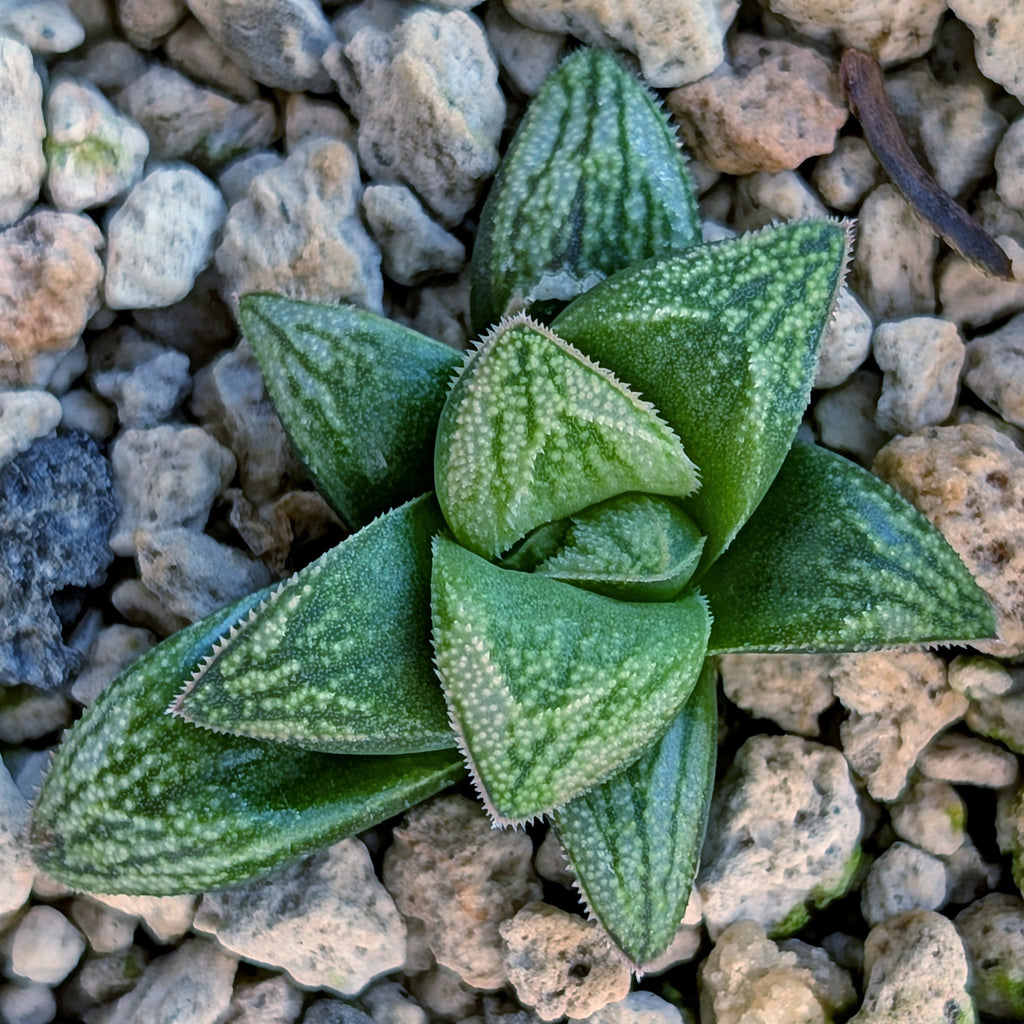 Haworthia PP678 hybrid series #9
