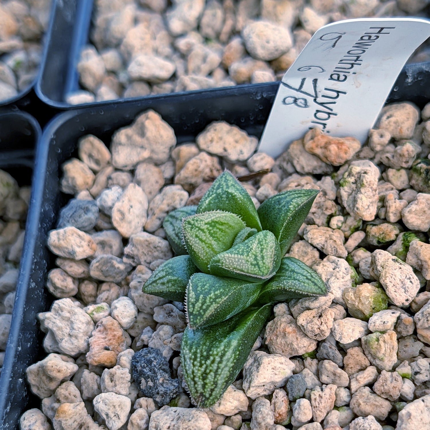 Haworthia PP678 hybrid series #9
