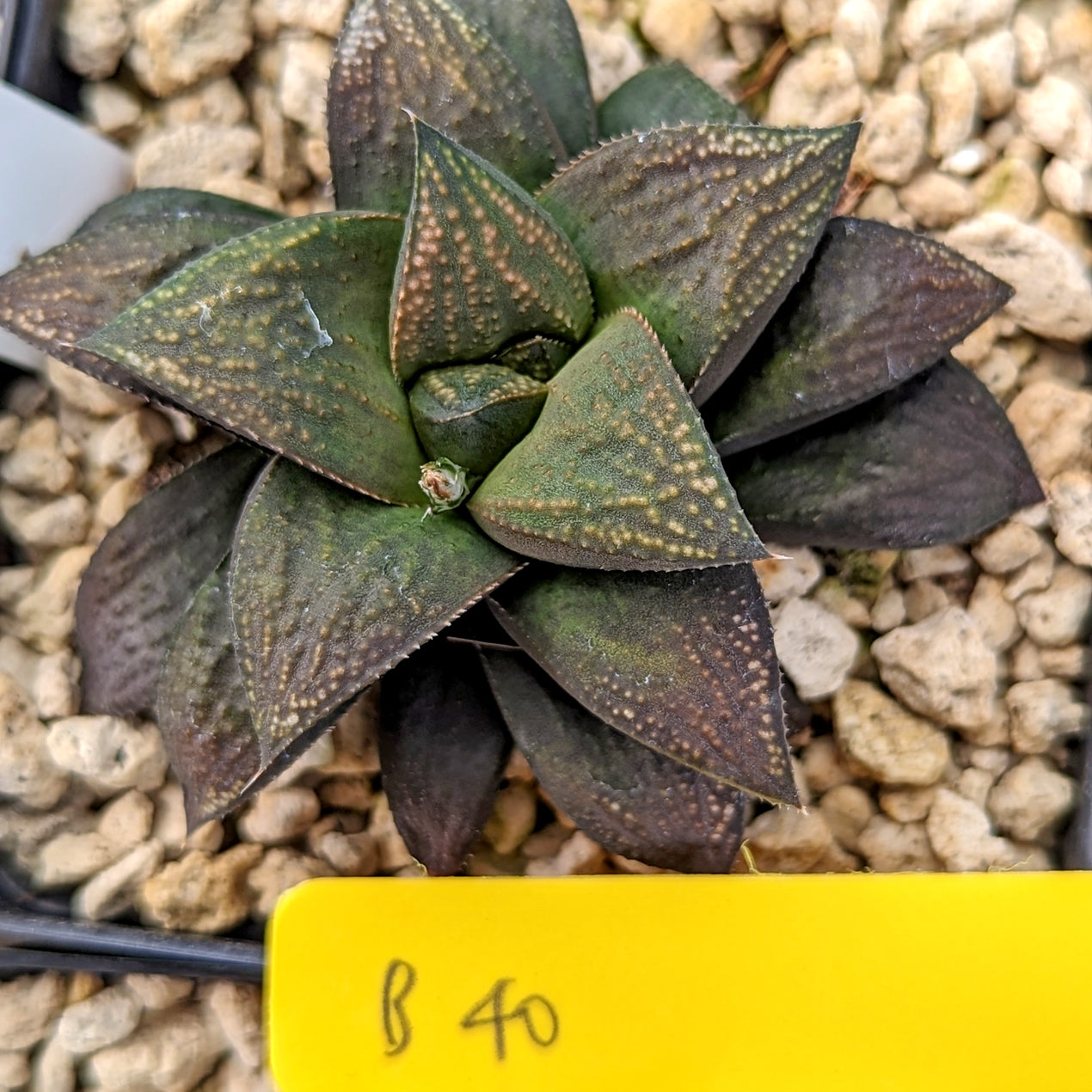 Haworthia  hybrid series PP356  #B40 SOLD OUT