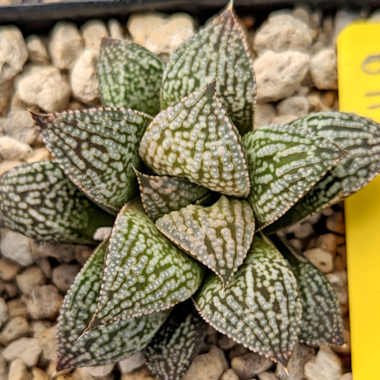 Haworthia  hybrid series PP376  #B41 SOLD OUT