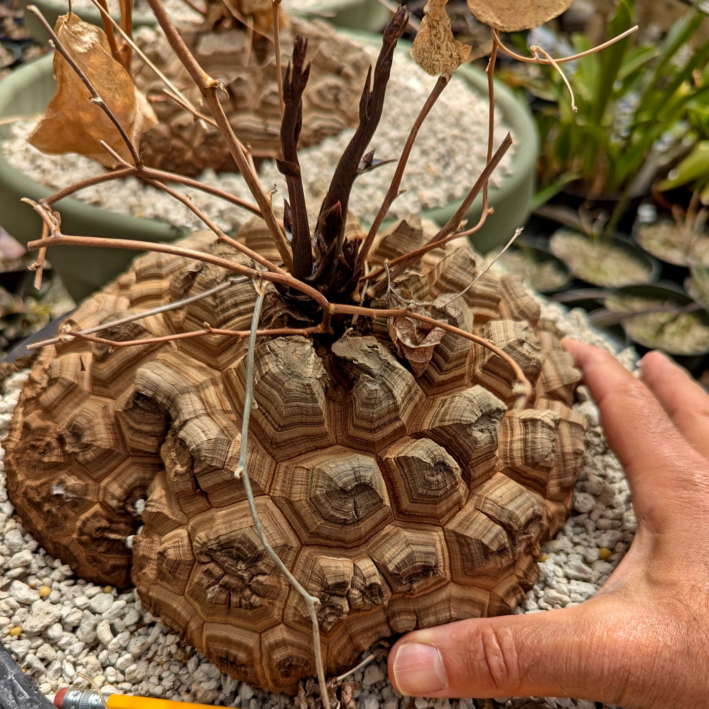 Dioscorea elephantipes large specimen #1