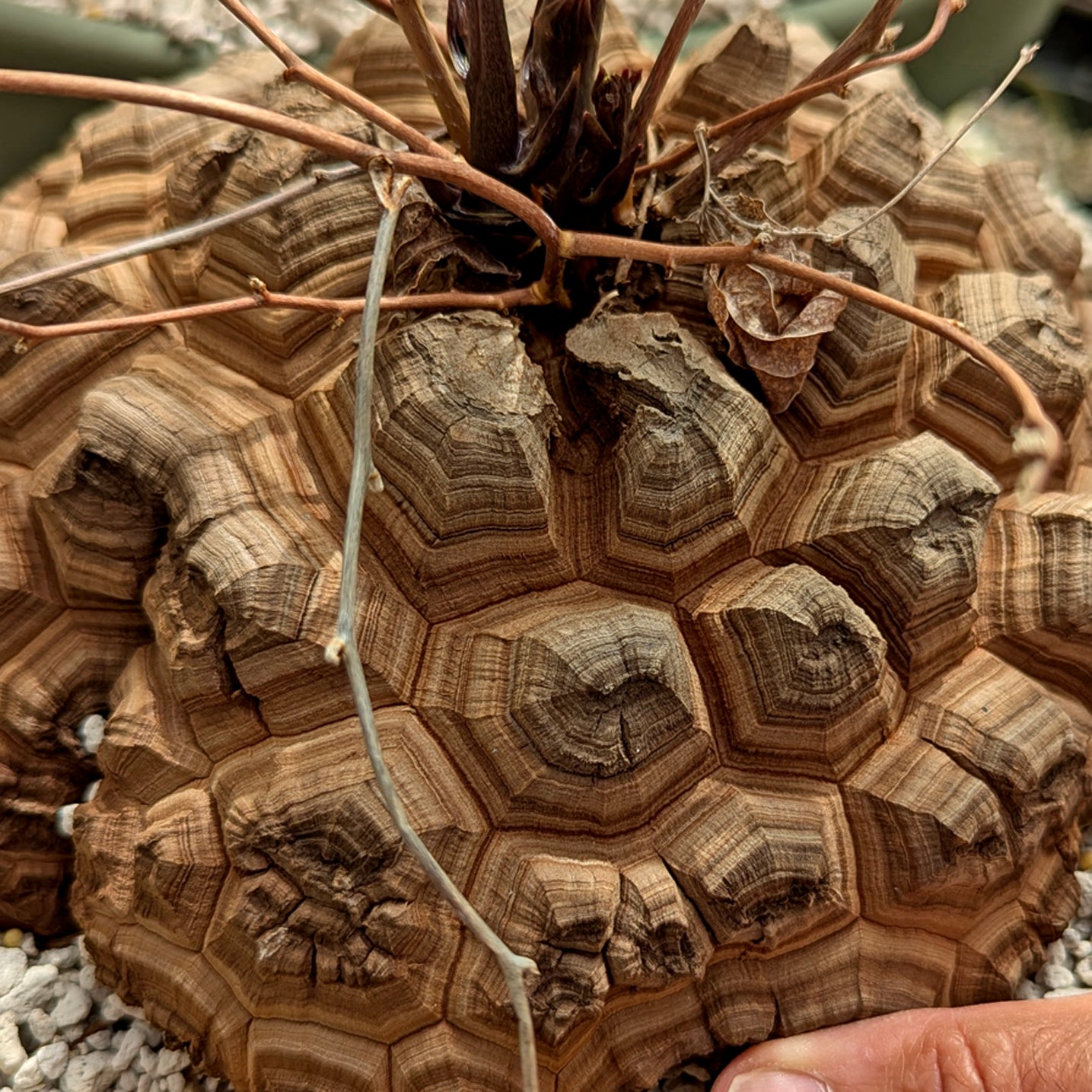 Dioscorea elephantipes large specimen #1