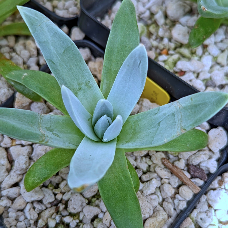 Dudleya farinosa