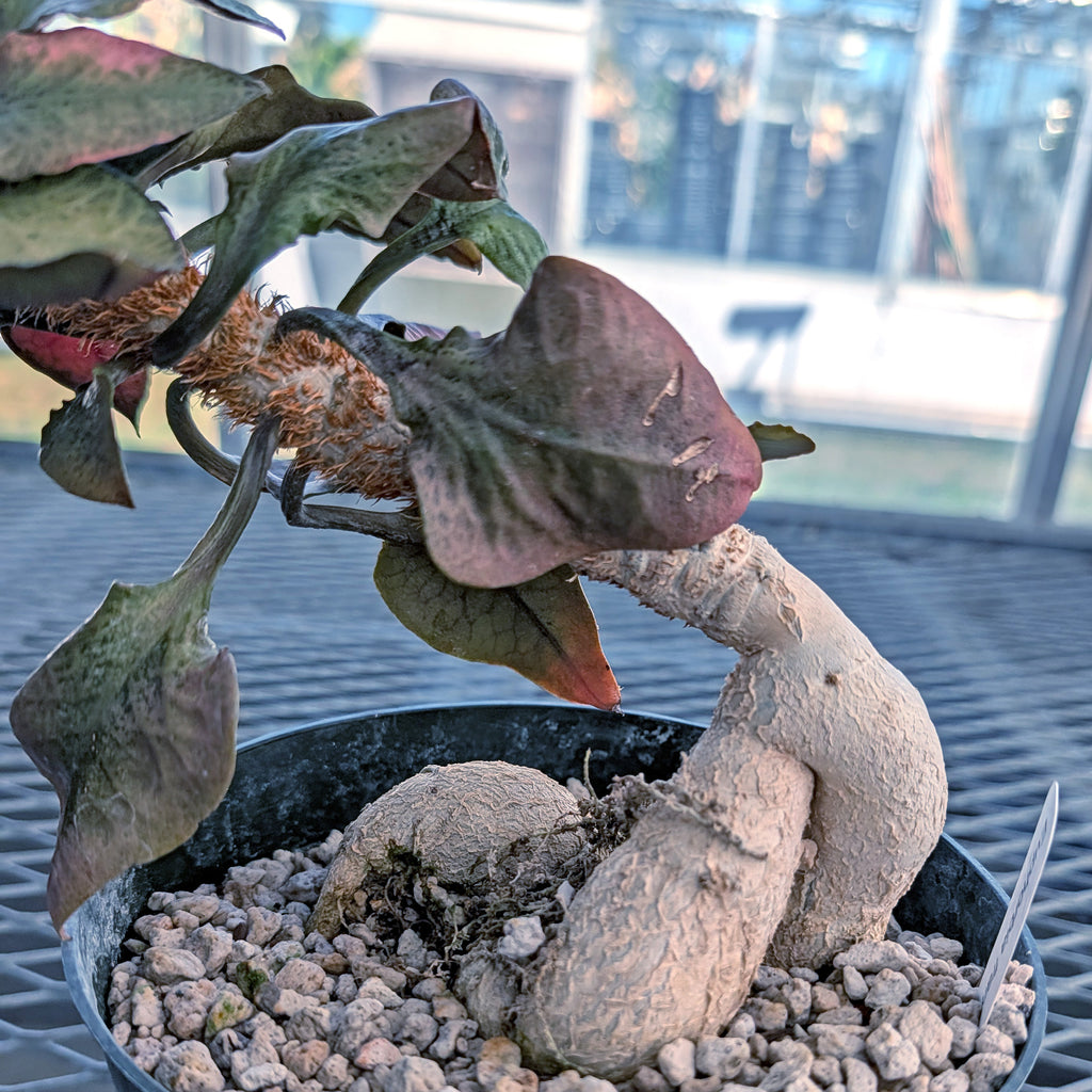 Euphorbia francoisii mature older plant with caudex #10