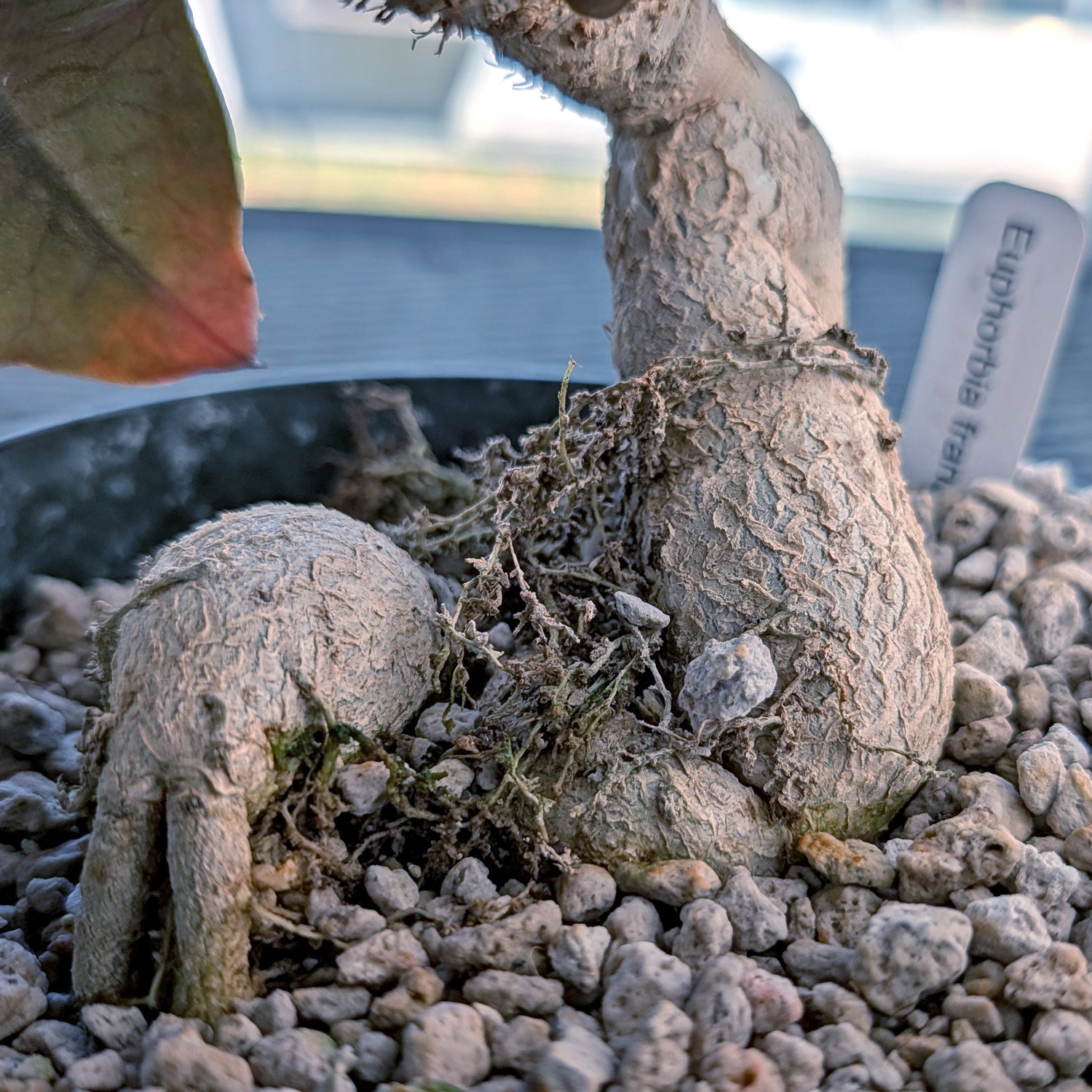 Euphorbia francoisii mature older plant with caudex #10