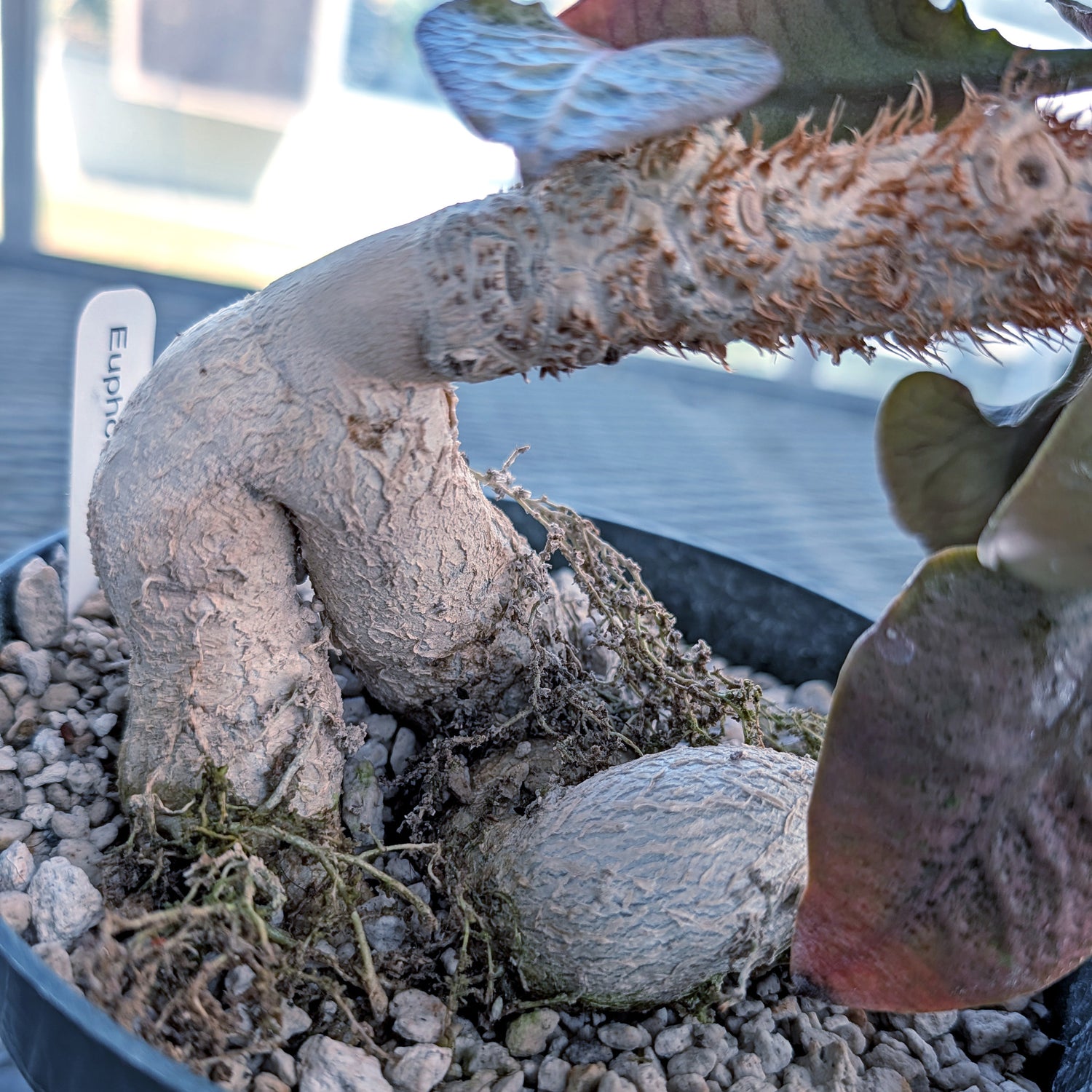 Euphorbia francoisii mature older plant with caudex #10