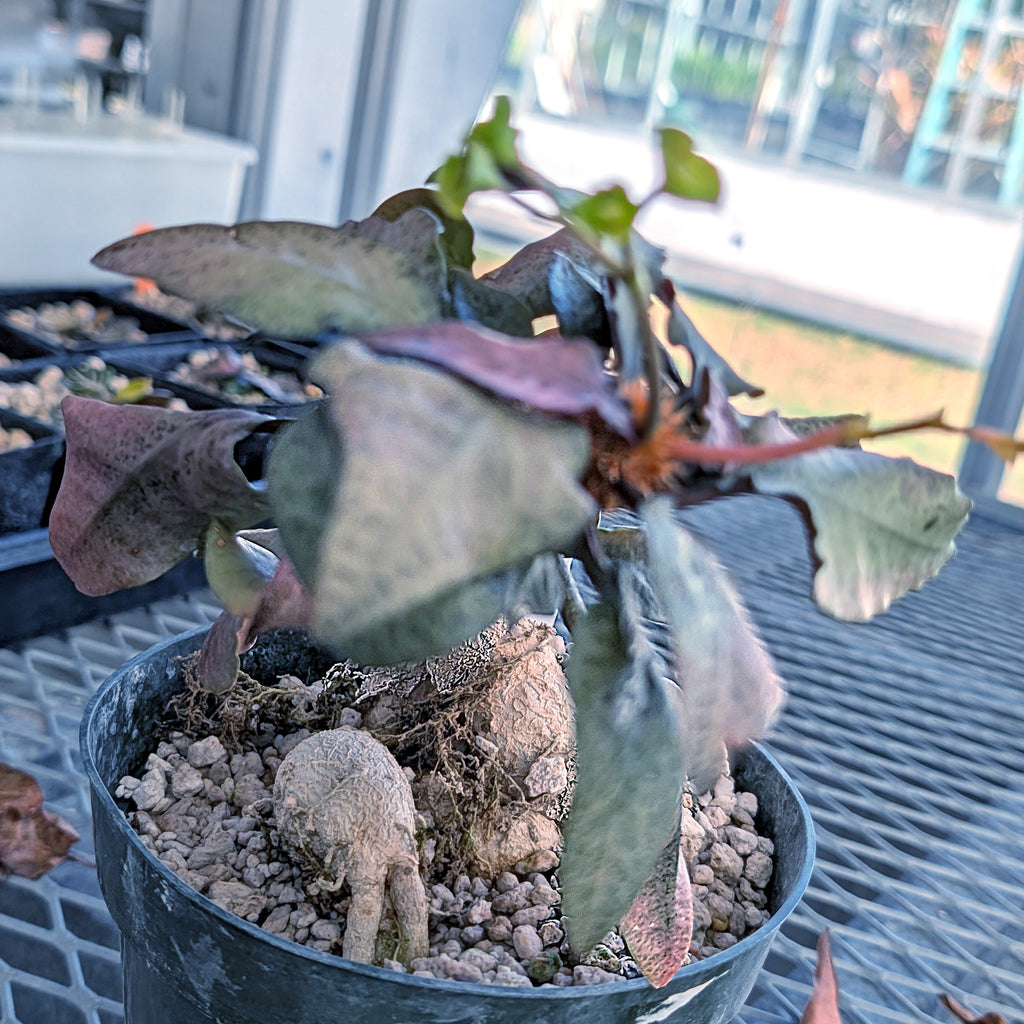 Euphorbia francoisii mature older plant with caudex #10