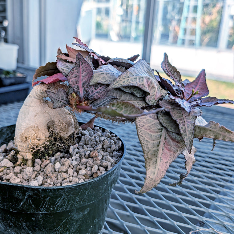 Euphorbia francoisii mature older plant with caudex #2