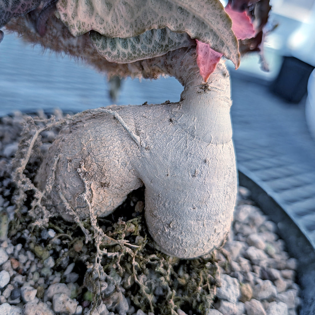 Euphorbia francoisii mature older plant with caudex #2