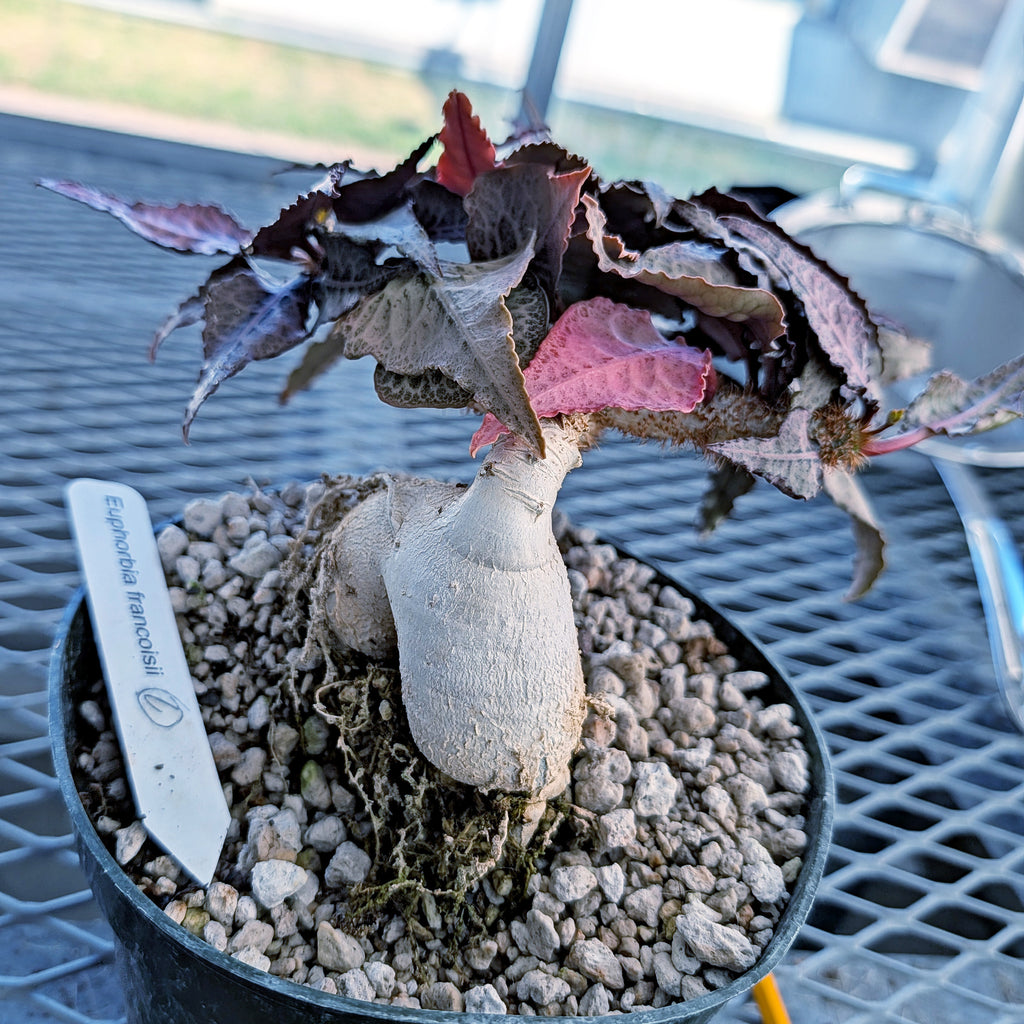 Euphorbia francoisii mature older plant with caudex #2