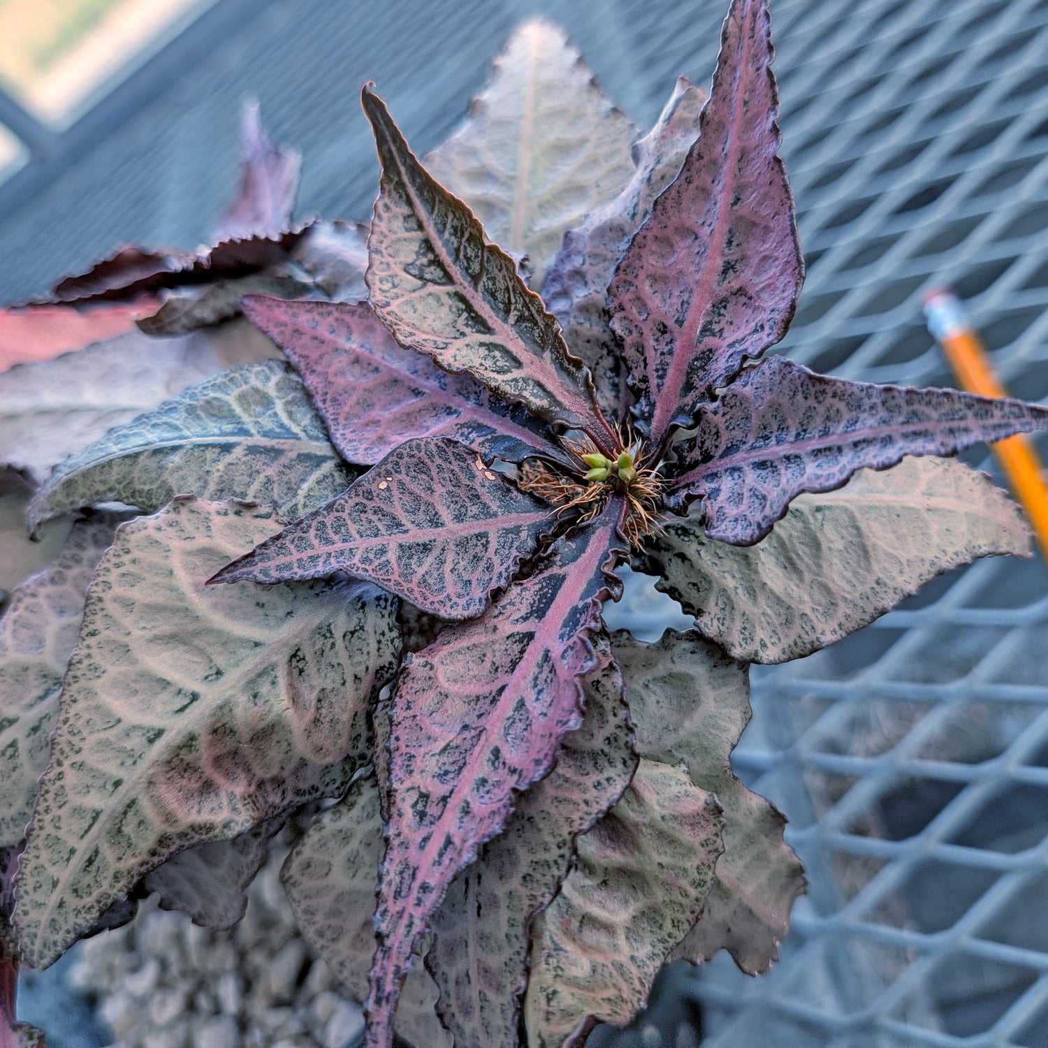 Euphorbia francoisii mature older plant with caudex #2