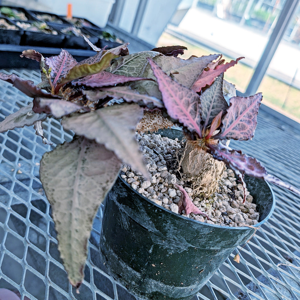Euphorbia francoisii mature older plant with caudex #2