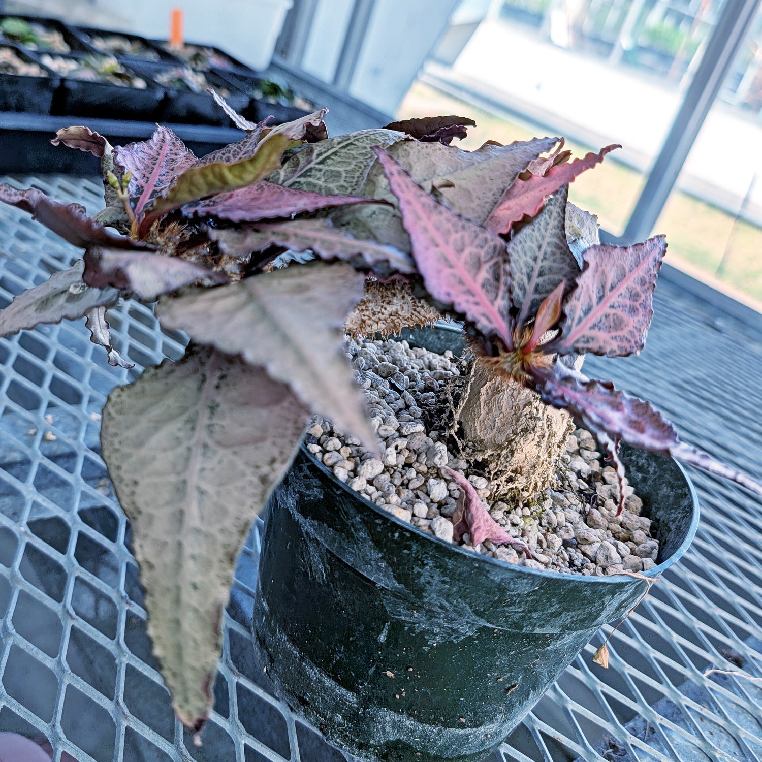 Euphorbia francoisii mature older plant with caudex #2