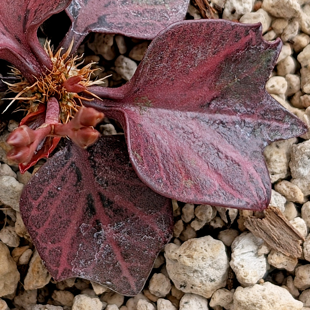 Euphorbia francoisii #3