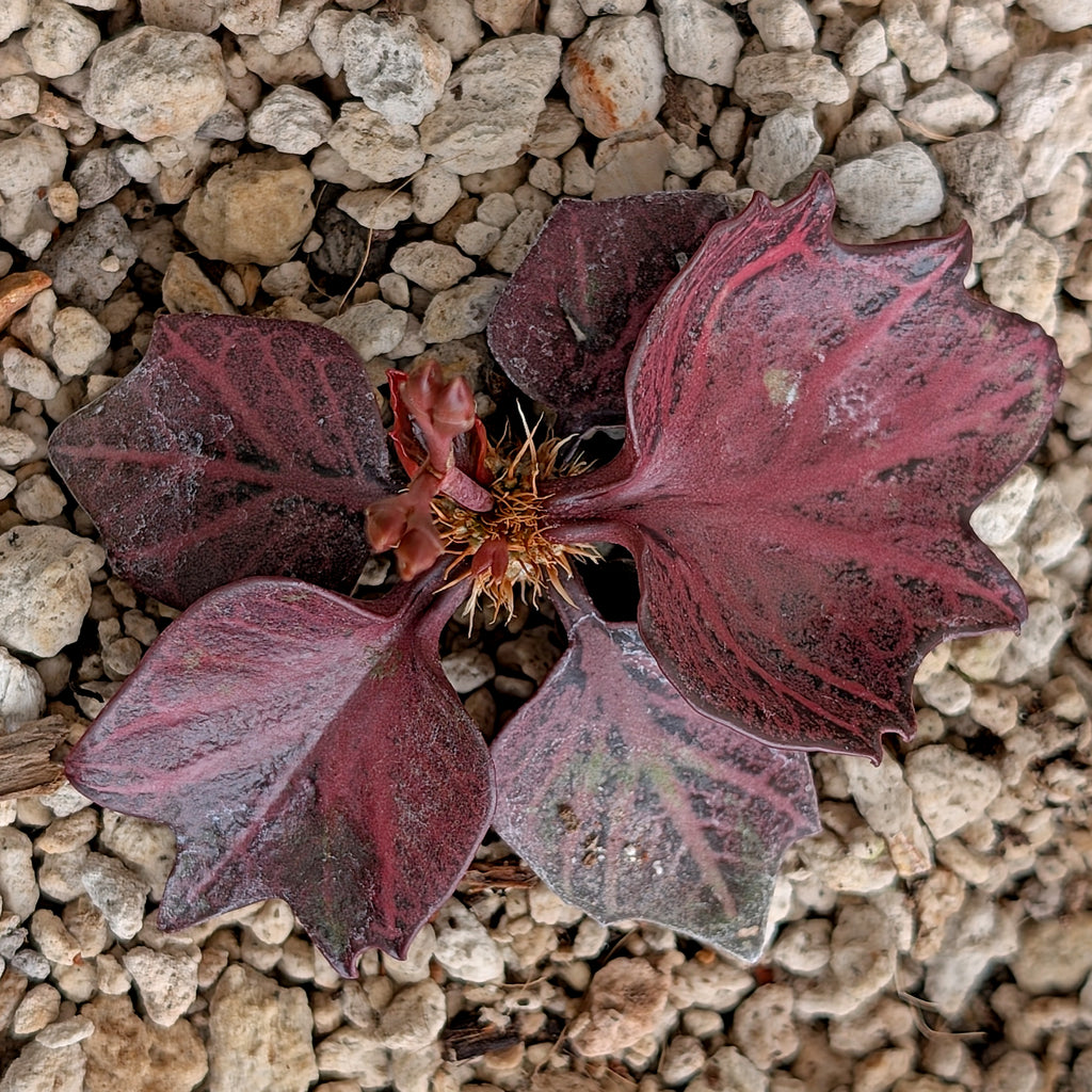Euphorbia francoisii #3