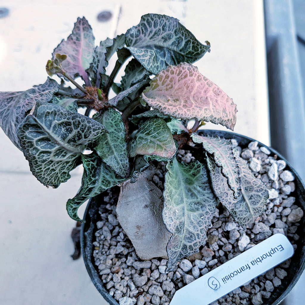 Euphorbia francoisii mature older plant with caudex #5
