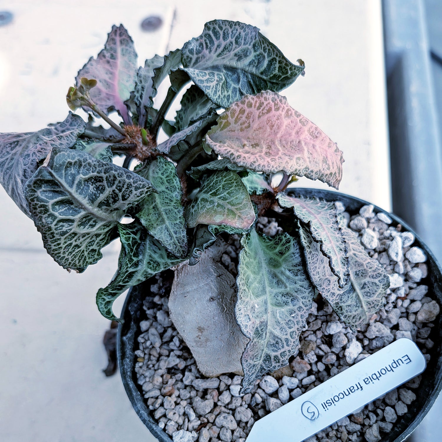 Euphorbia francoisii mature older plant with caudex #5