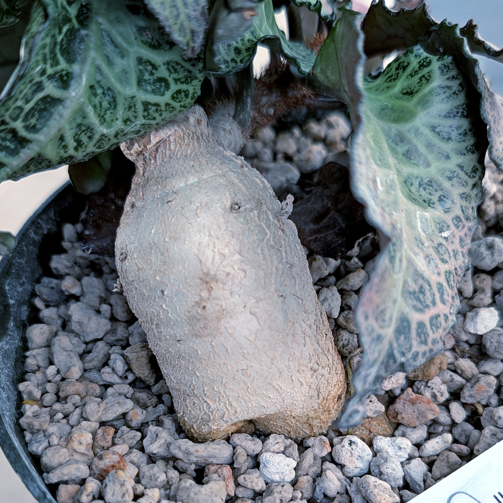 Euphorbia francoisii mature older plant with caudex #5