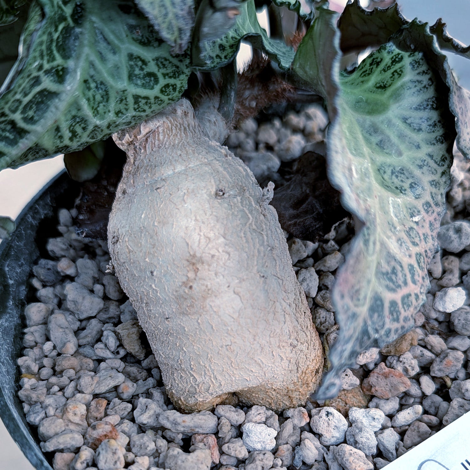 Euphorbia francoisii mature older plant with caudex #5