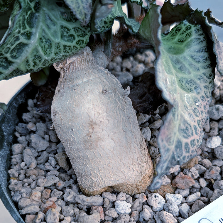 Euphorbia francoisii mature older plant with caudex #5