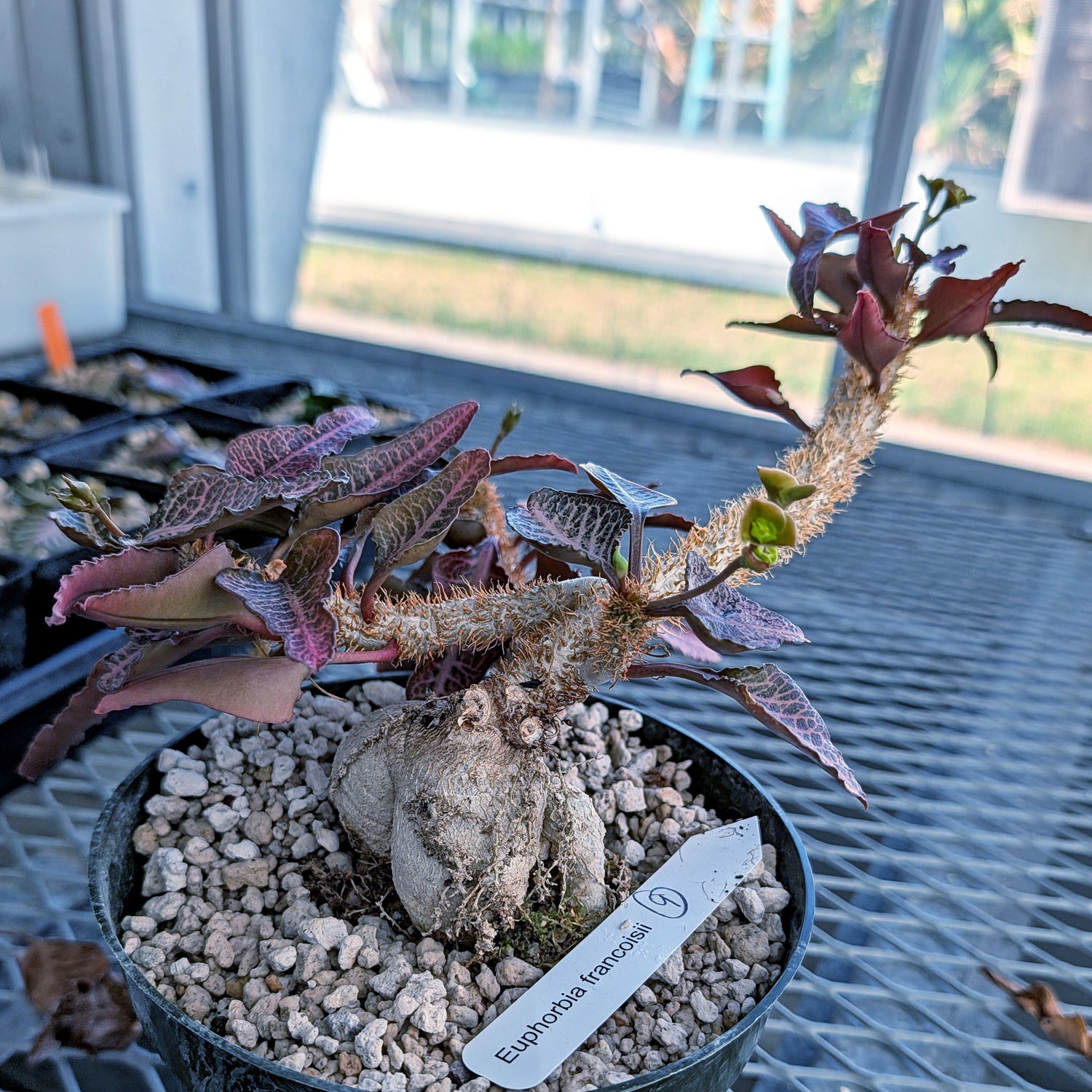 Euphorbia francoisii mature older plant with caudex #9