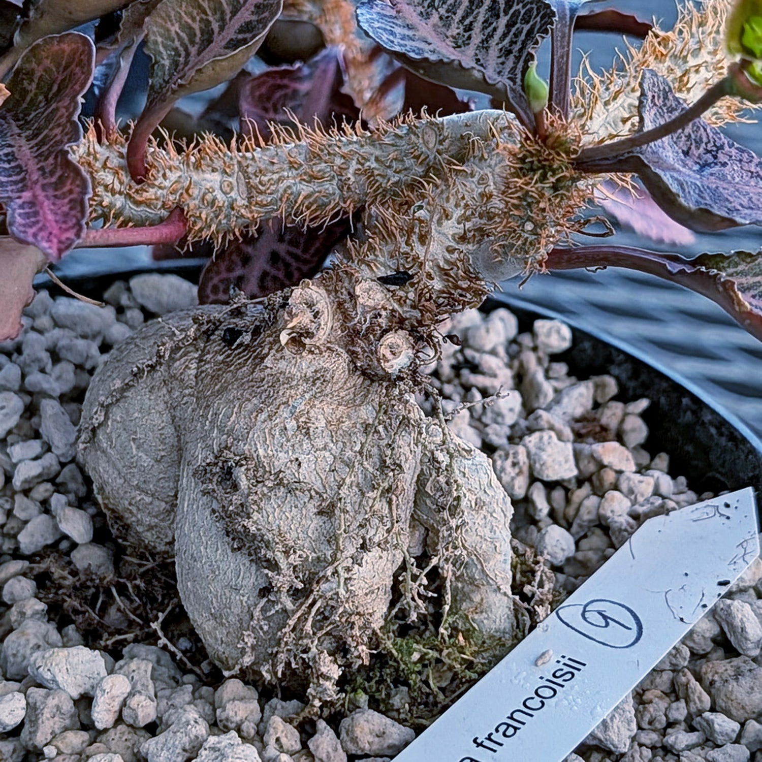 Euphorbia francoisii mature older plant with caudex #9
