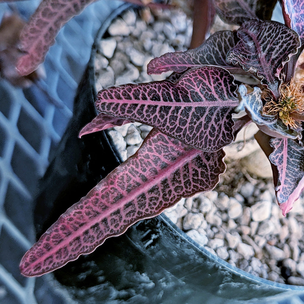 Euphorbia francoisii mature older plant with caudex #9