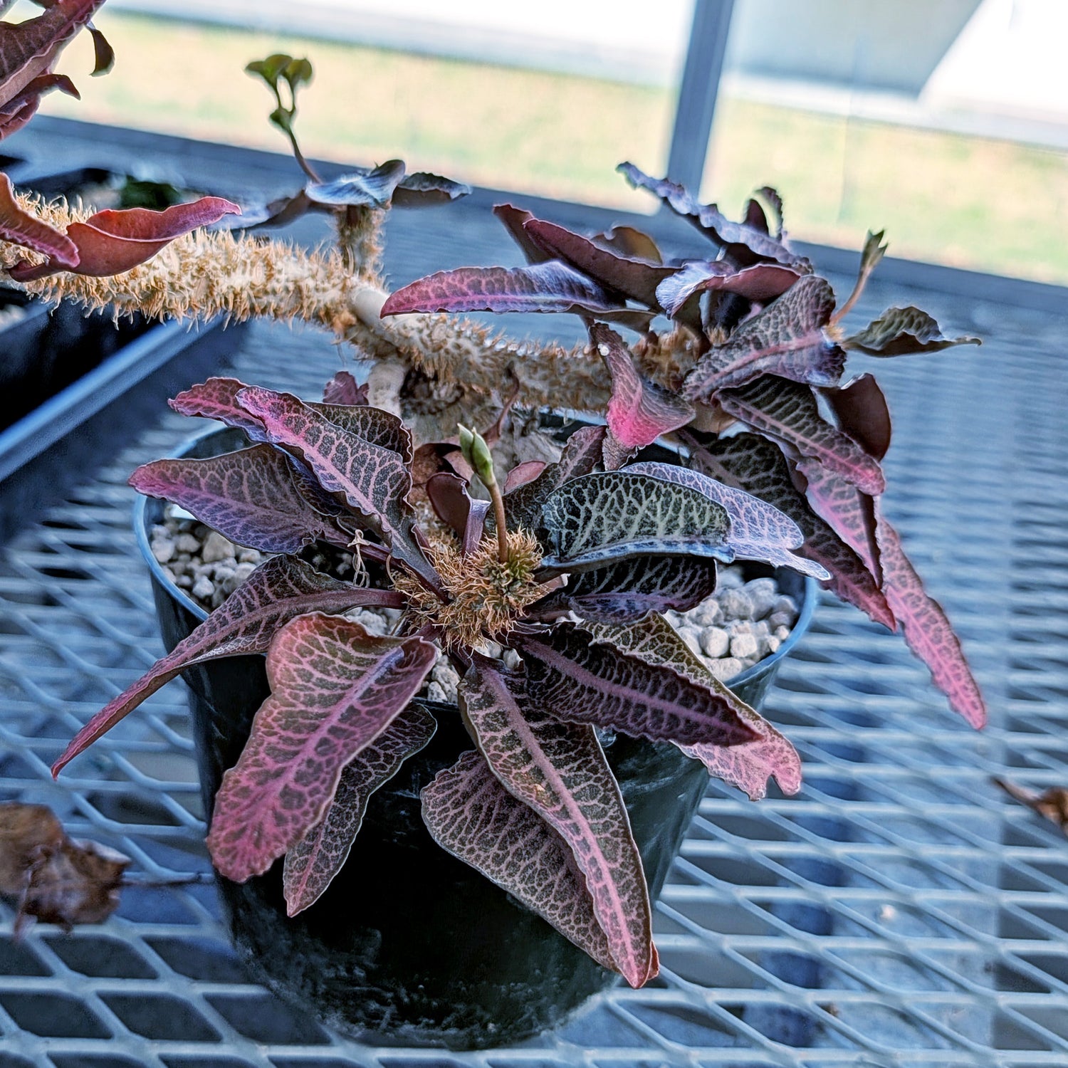 Euphorbia francoisii mature older plant with caudex #9