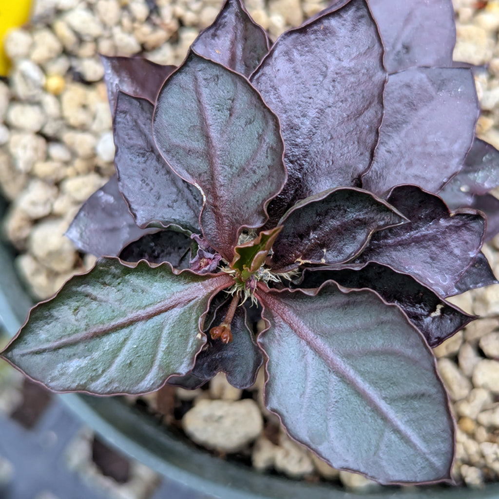 Euphorbia francoisii x cap-saintemariensis #fc12