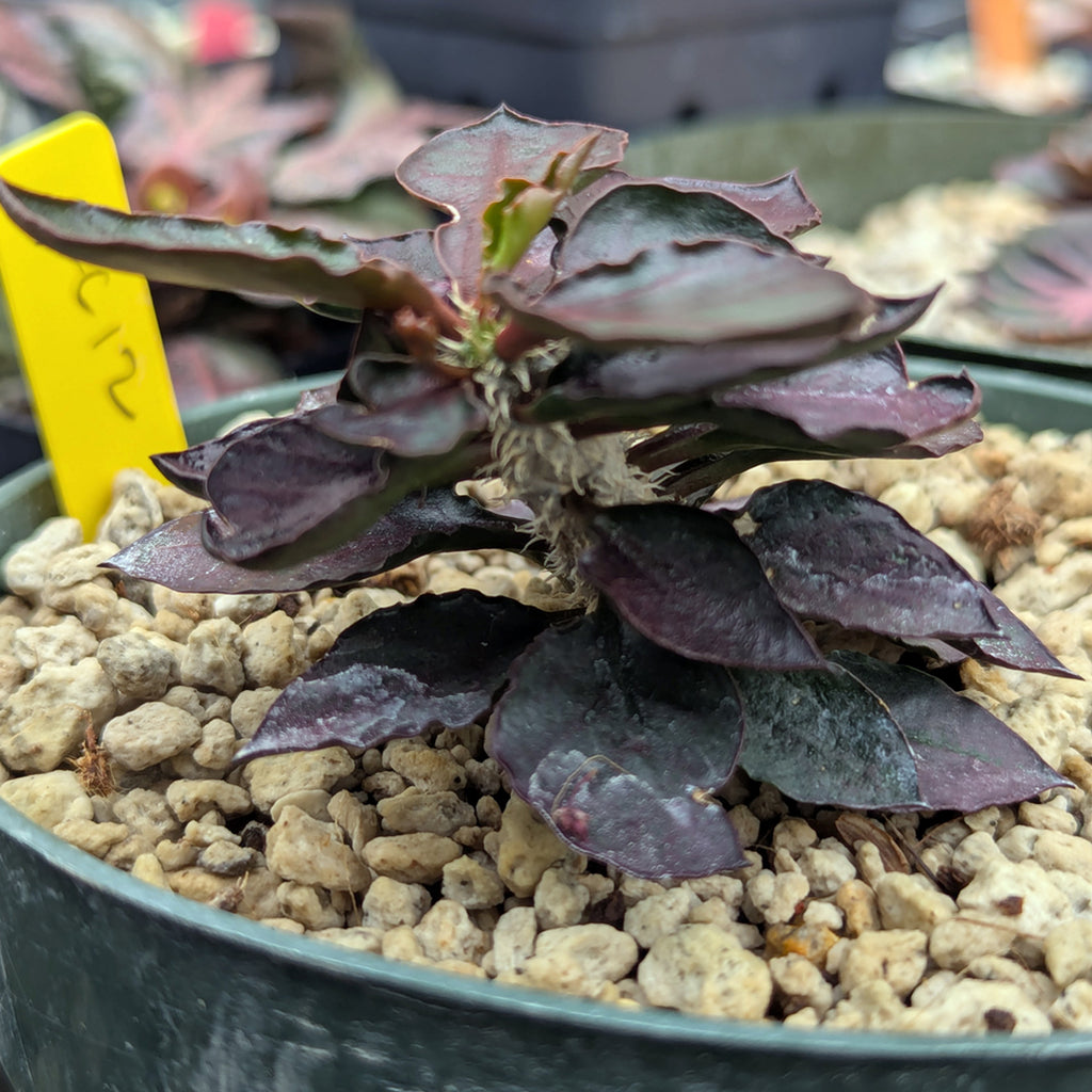 Euphorbia francoisii x cap-saintemariensis #fc12