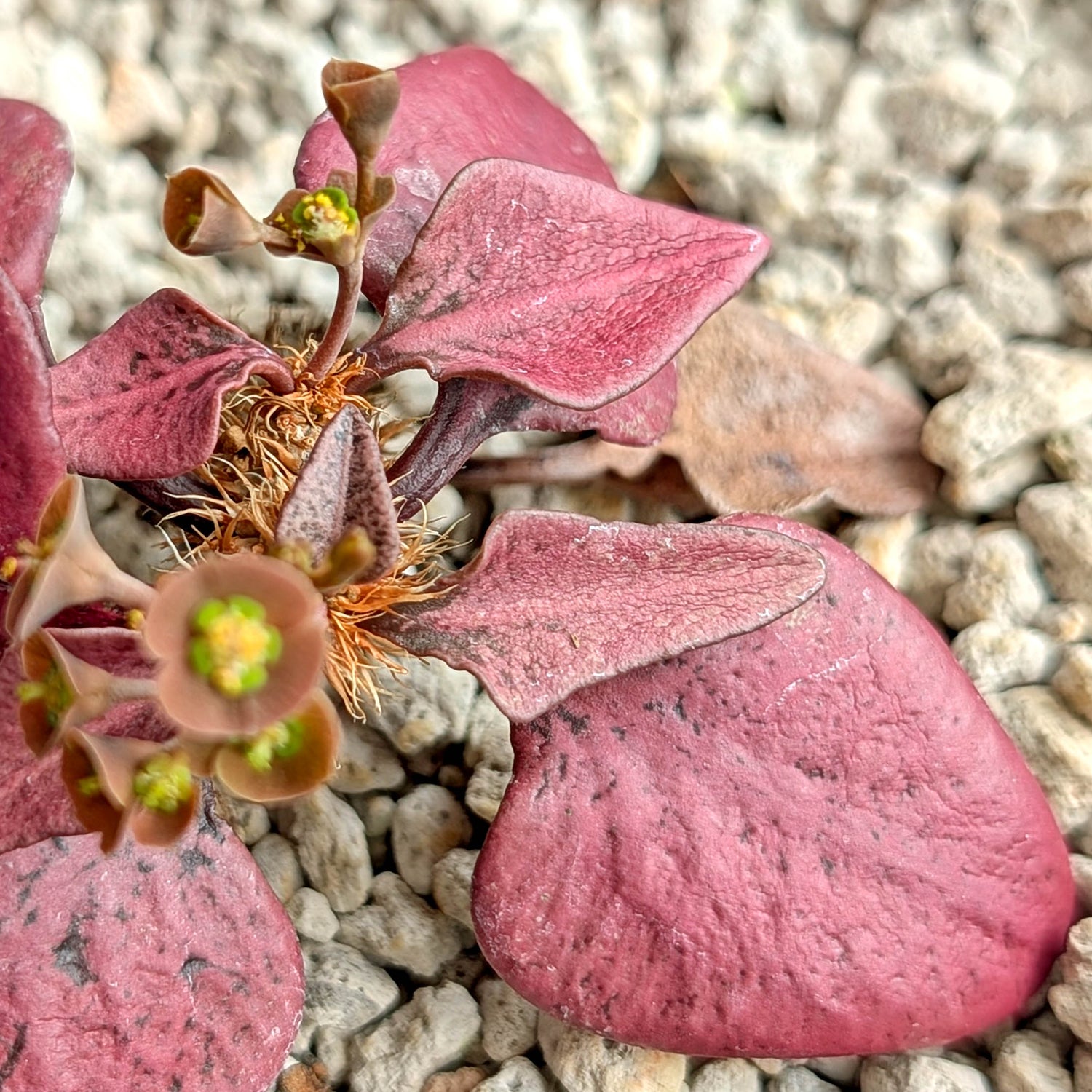 Euphorbia francoisii #1 very red leaf