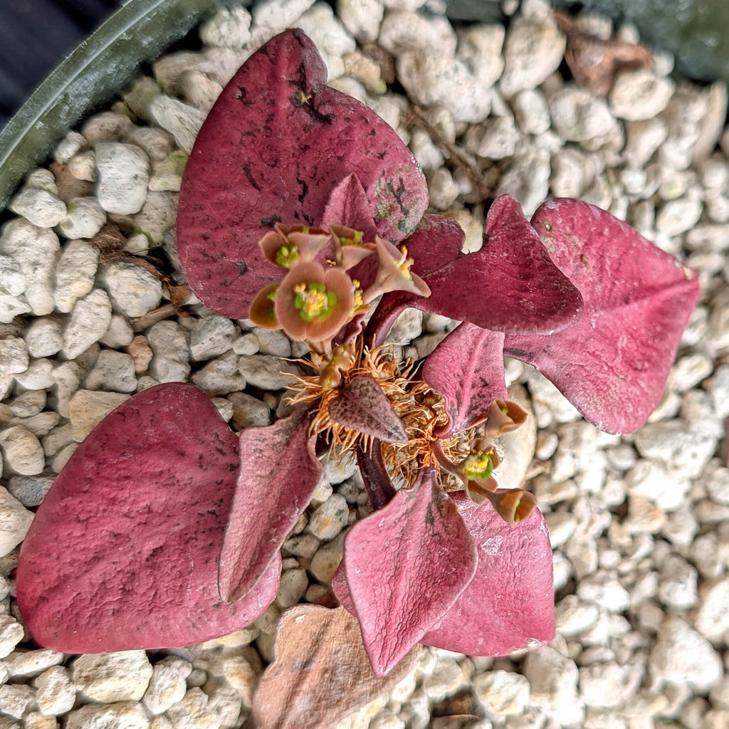 Euphorbia francoisii #1 very red leaf