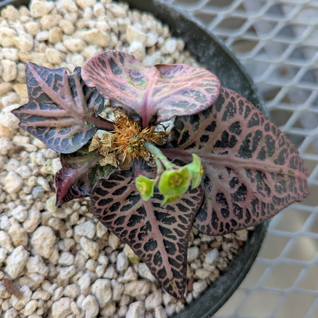 Euphorbia francoisii #1