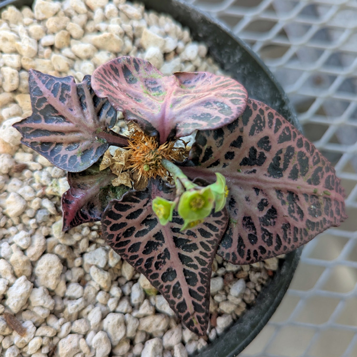 Euphorbia francoisii #1