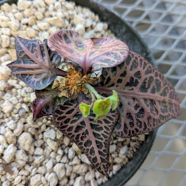 Euphorbia francoisii #1