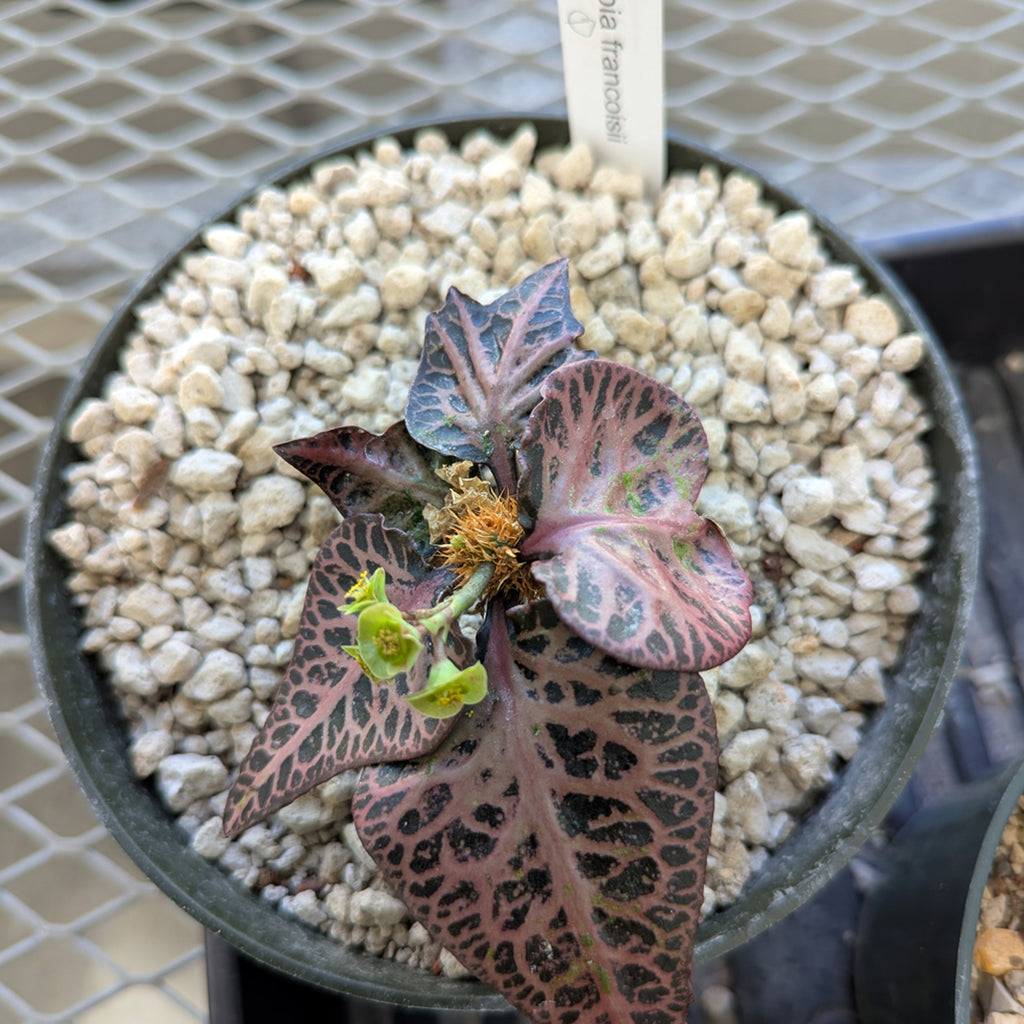 Euphorbia francoisii #1