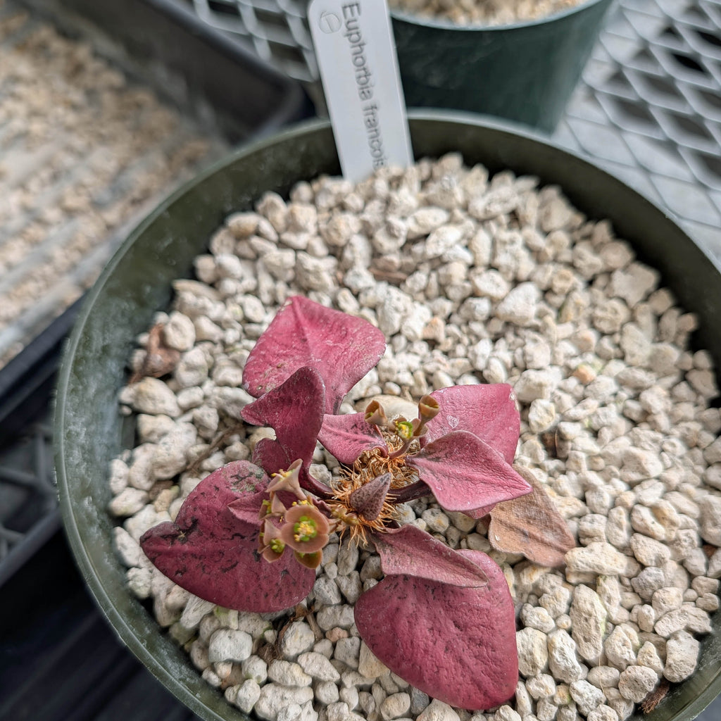 Euphorbia francoisii #1 very red leaf