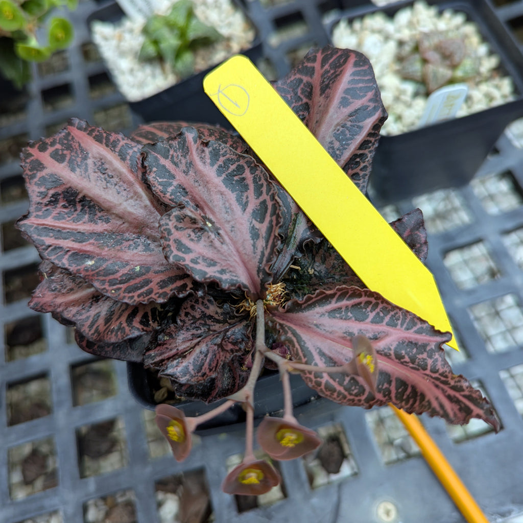Euphorbia francoisii #1