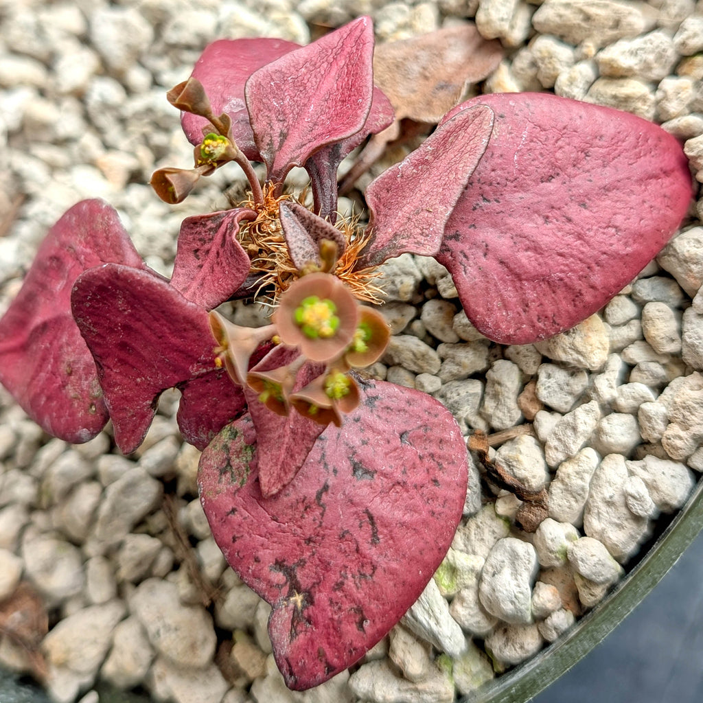 Euphorbia francoisii #1 very red leaf