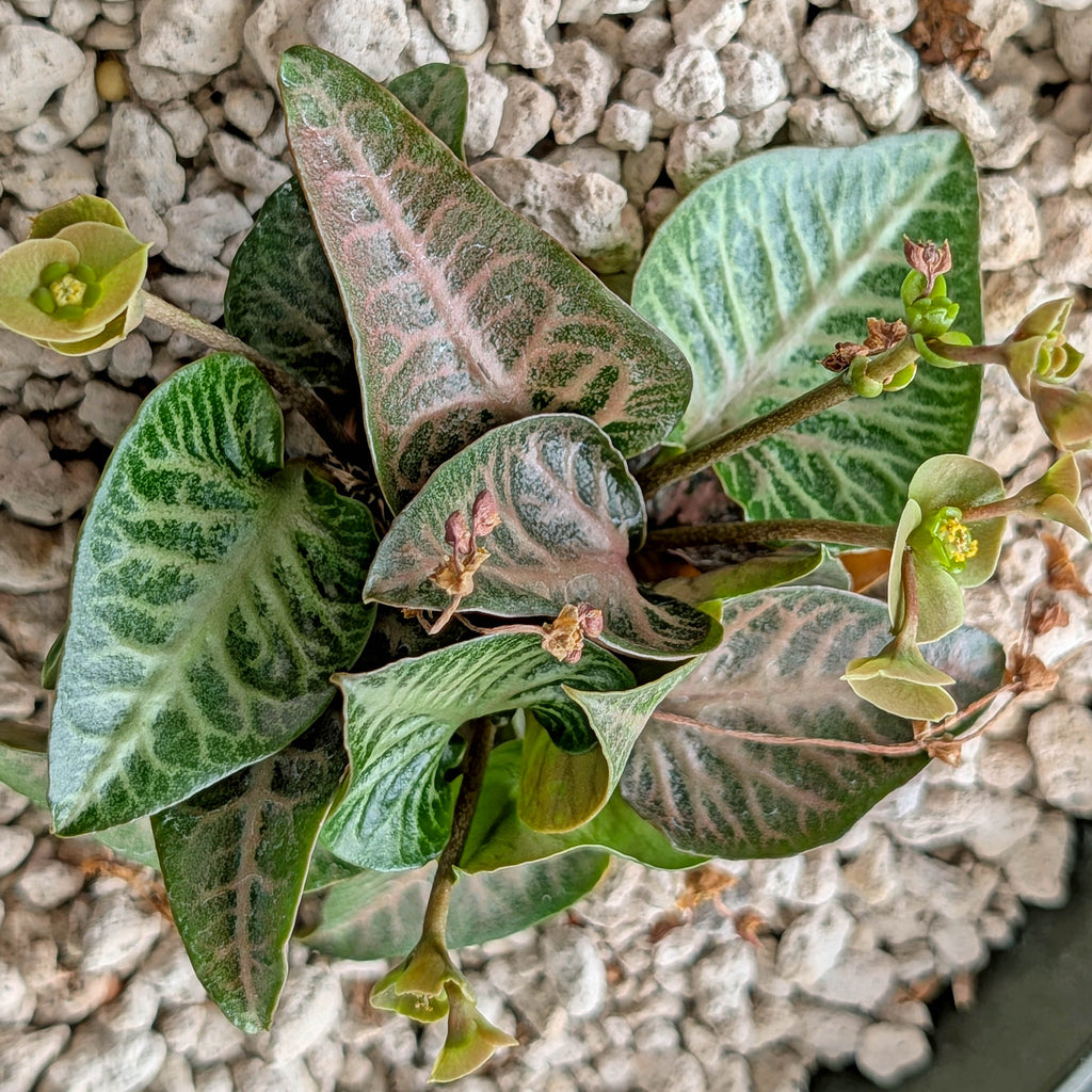 Euphorbia francoisii #10