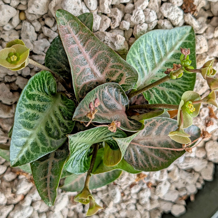 Euphorbia francoisii #10