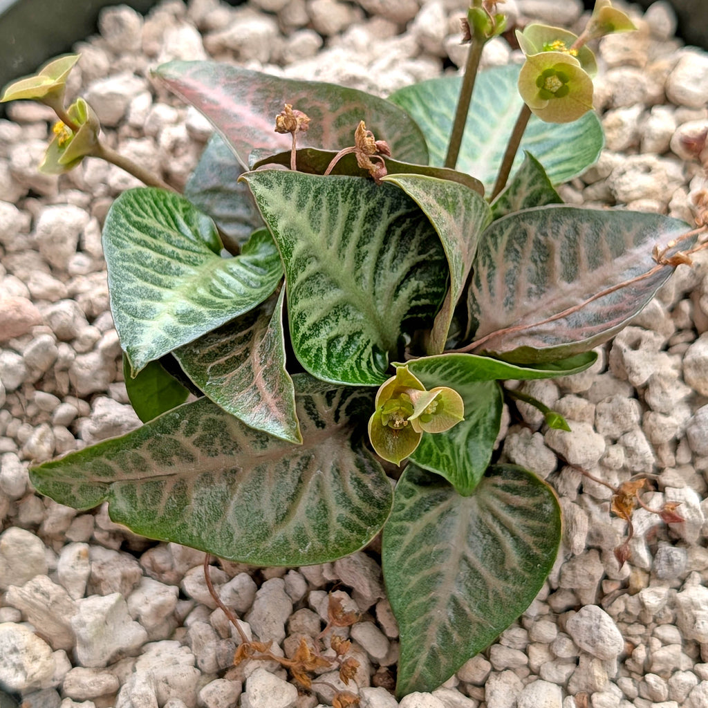Euphorbia francoisii #10