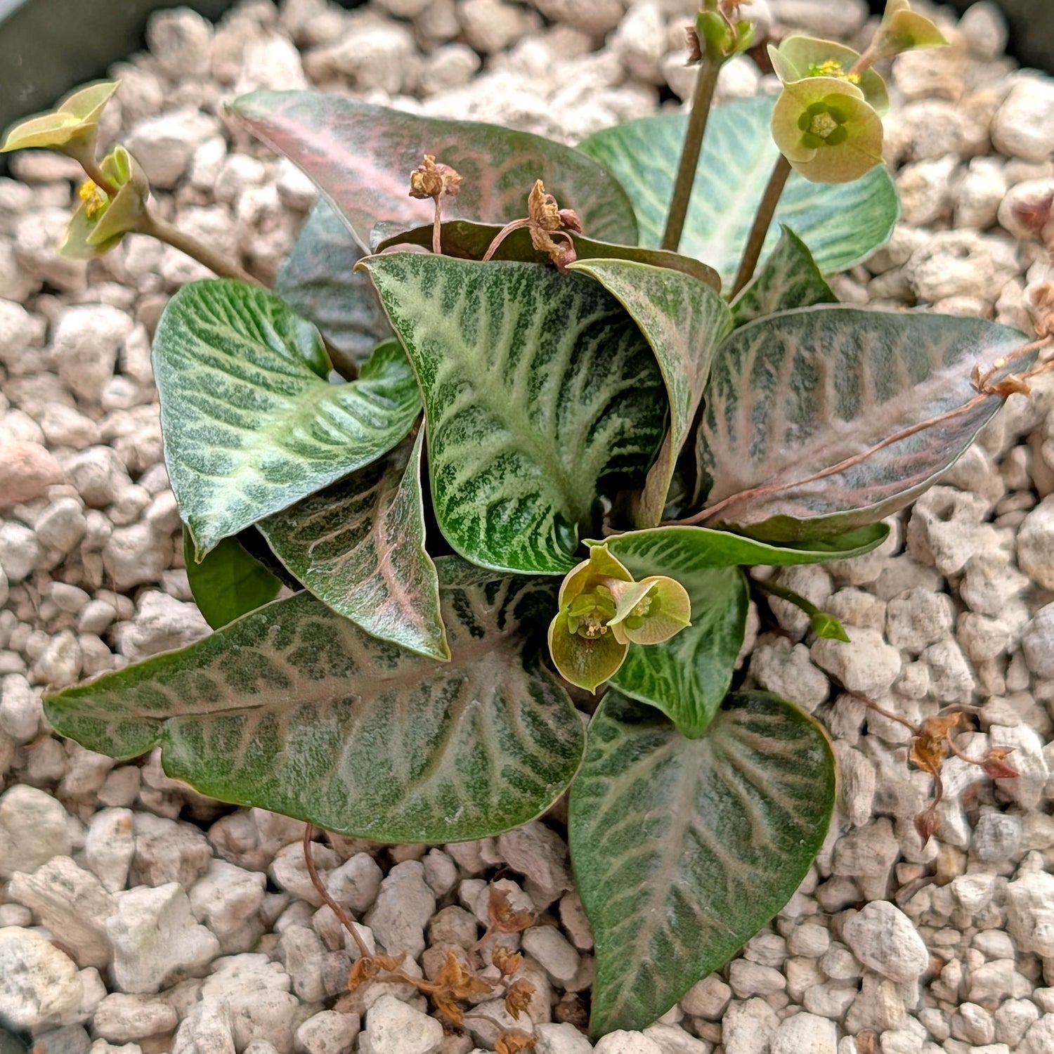 Euphorbia francoisii #10
