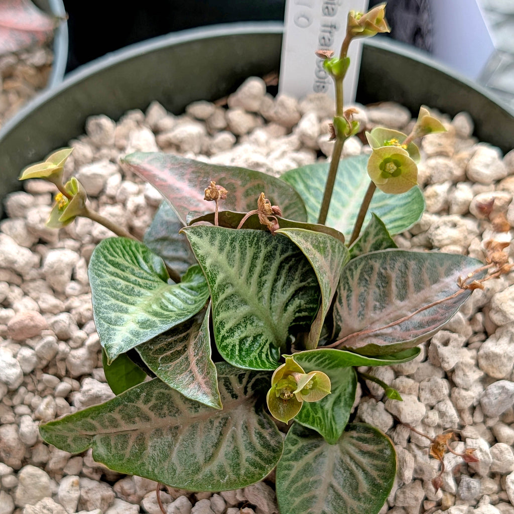 Euphorbia francoisii #10