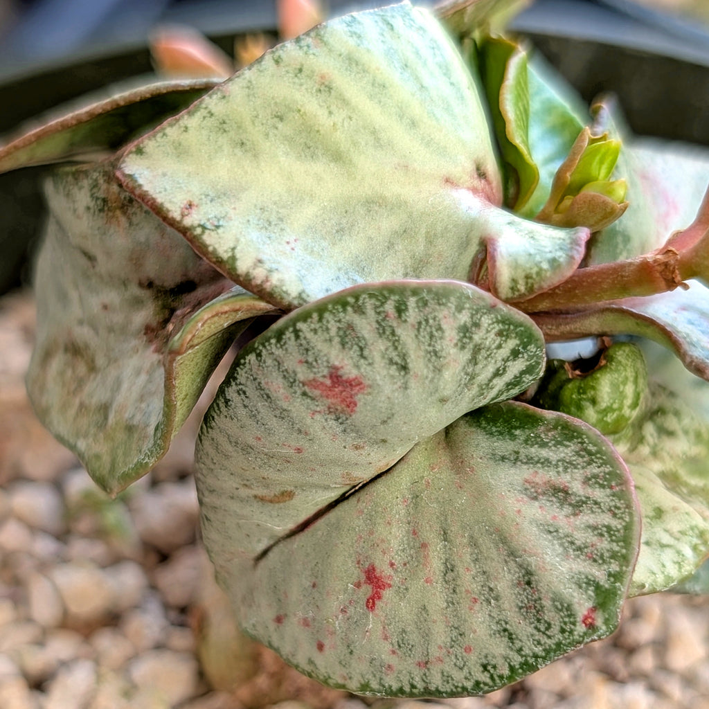 Euphorbia francoisii #11 tropical looking weird heart-shape