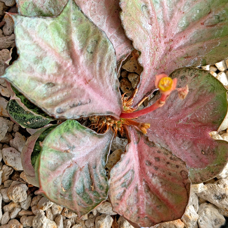 Euphorbia francoisii #11